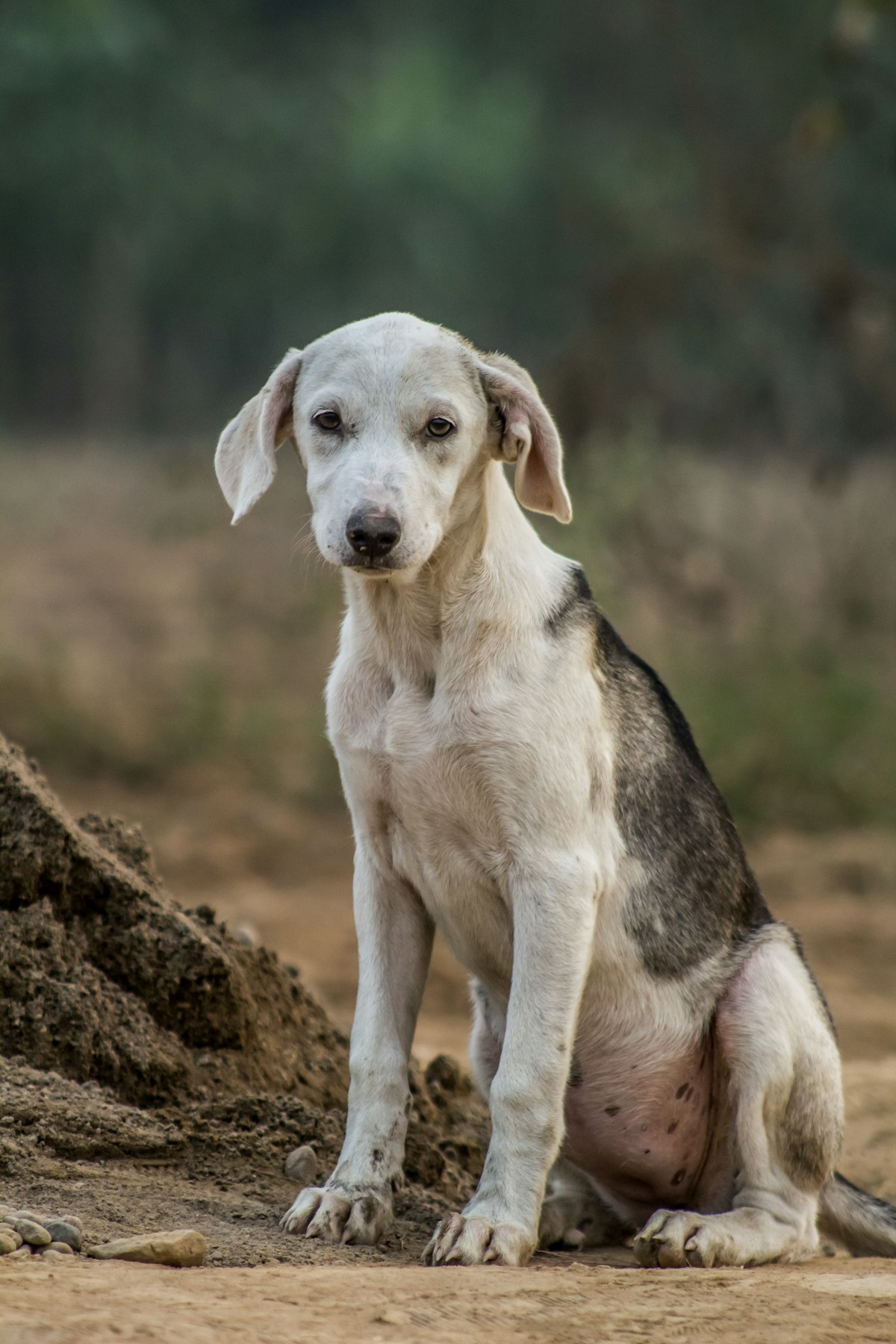 A rescued puppy